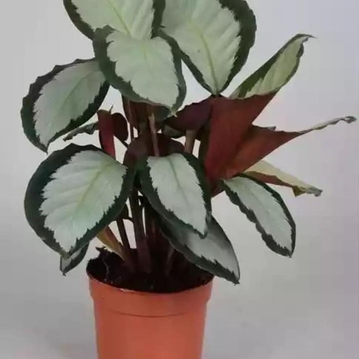Gambar tanaman hias calathea silver picturata dari inas harun collection undefined Tokopedia