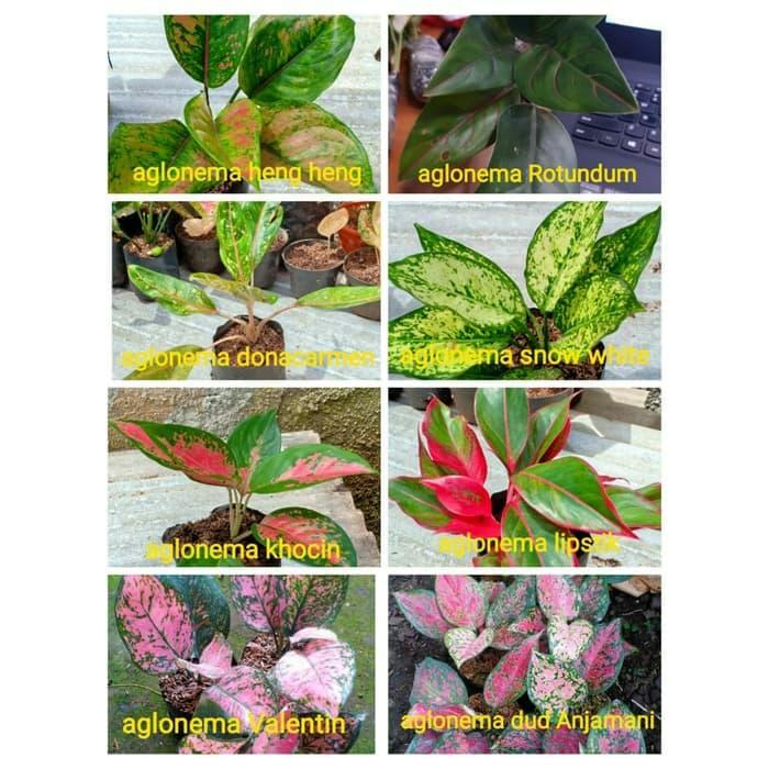 Gambar paket aglonema 8 jenis - pusat aglonema - tanaman pot dari Lestari Taman Indah undefined Tokopedia