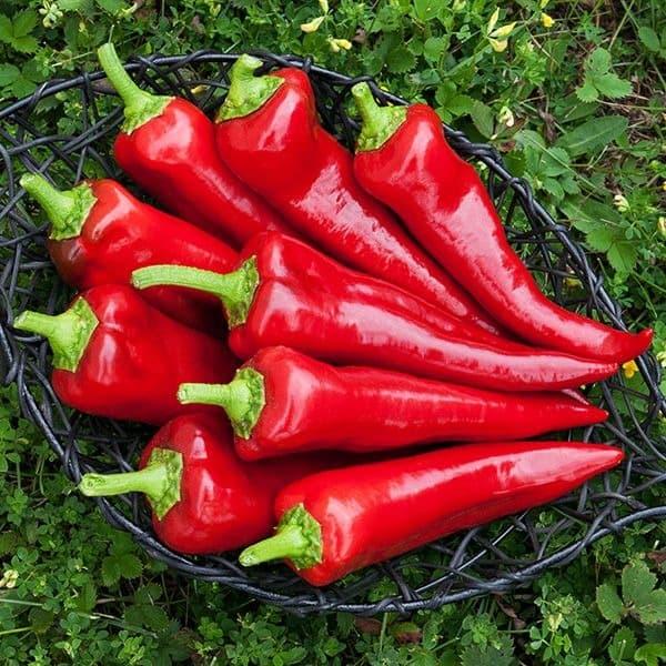 Gambar Bibit Benih Biji Cabe Merah Italian Sweet Pepper Isi 10 Biji dari Bibit Tanaman Online undefined Tokopedia