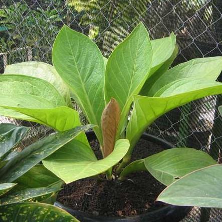 Jual Bibit Benih Seeds Biji Tanaman Hias Daun Jemani Anthurium Jenmanii Isi Jakarta Barat Shif Store Tokopedia