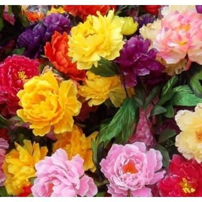 Gambar Bibit / Benih Biji Bunga Peoni Mix Warna Peony Lactiflora isi 10 Biji dari Bibit Tanaman Online undefined Tokopedia