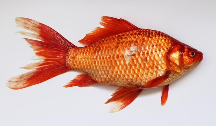 Jual Filosofi Ikan Mas Koki Jakarta Barat Caraka Rajasa Tokopedia Jual Filosofi Ikan Mas Koki Jakarta Barat Caraka Rajasa Tokopedia