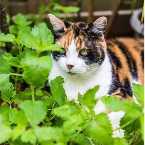 Gambar 400 Biji Benih Bibit Catnip Nepeta cataria Kucing Rumput Catmint dari Biji Benih undefined Tokopedia