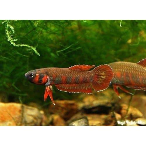 Gambar Betta Wild Rubra (Cupang Alam) Wild Betta dari betta wild indonesia undefined Tokopedia