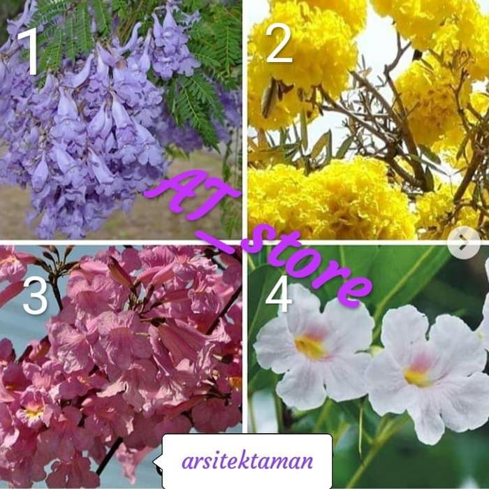 Gambar paketan 4 jenis tabebuya bunga ungu kuning pink dan putih - cakaranda dari Arsitektaman undefined Tokopedia