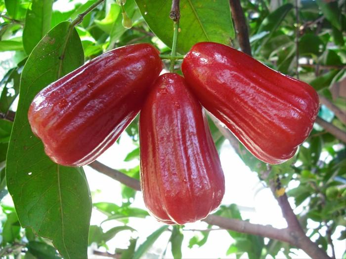 Gambar 3 butir biji benih buah jambu air merah darsono dari Nila May Reta undefined Tokopedia
