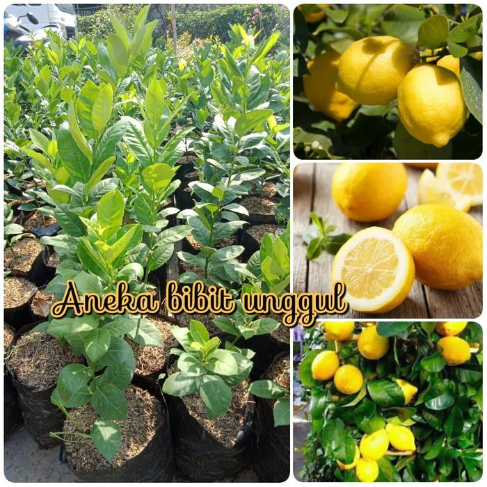 Jual Bibit Jeruk Lemon Import Amerika Kota Metro Anekaa Bibit Unggul Tokopedia