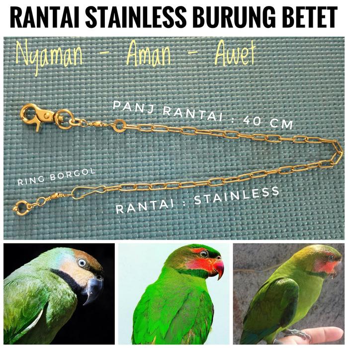 66 Koleksi Gambar Burung Betet Gratis