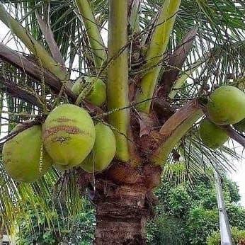 25 Manfaat Pohon Kelapa Semua Bagian Tanaman Memang Berguna Pantas Saja Jadi Lambang Pramuka Rumah123 Com