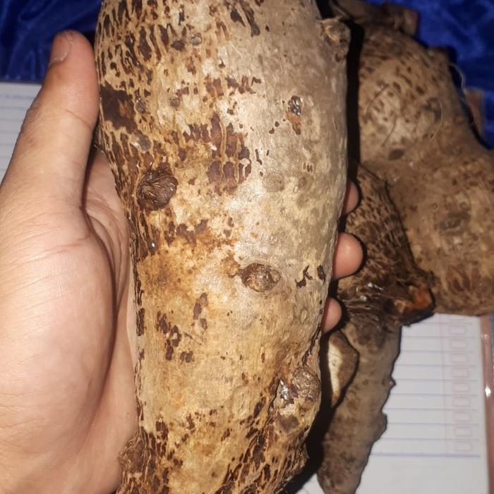 Gambar jual umbi tasal super talas pulen segar - Puleeen dari Linherbal undefined Tokopedia