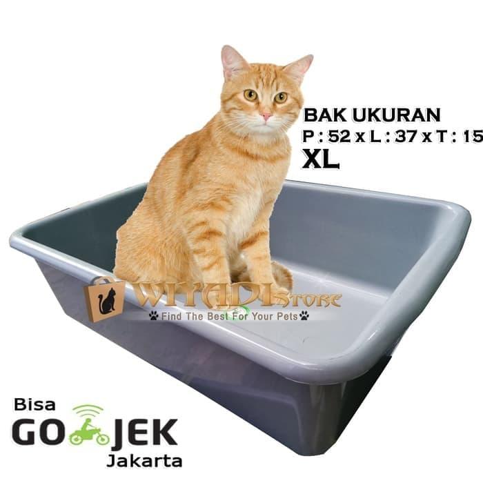 xl cat box
