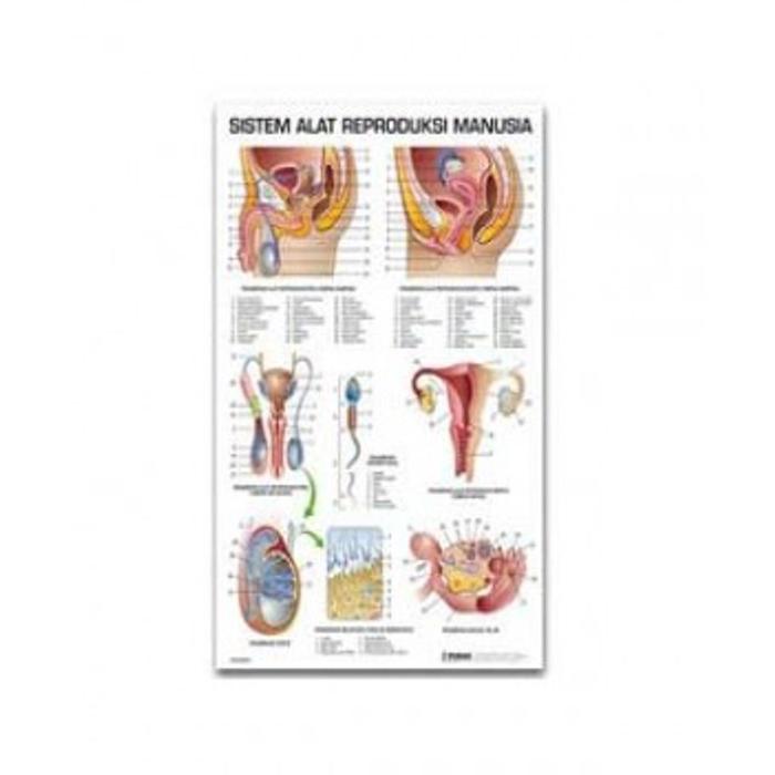 Jual Carta Sistem Alat Reproduksi Manusia Pudak Kota Bandung Bima Cellular Tokopedia