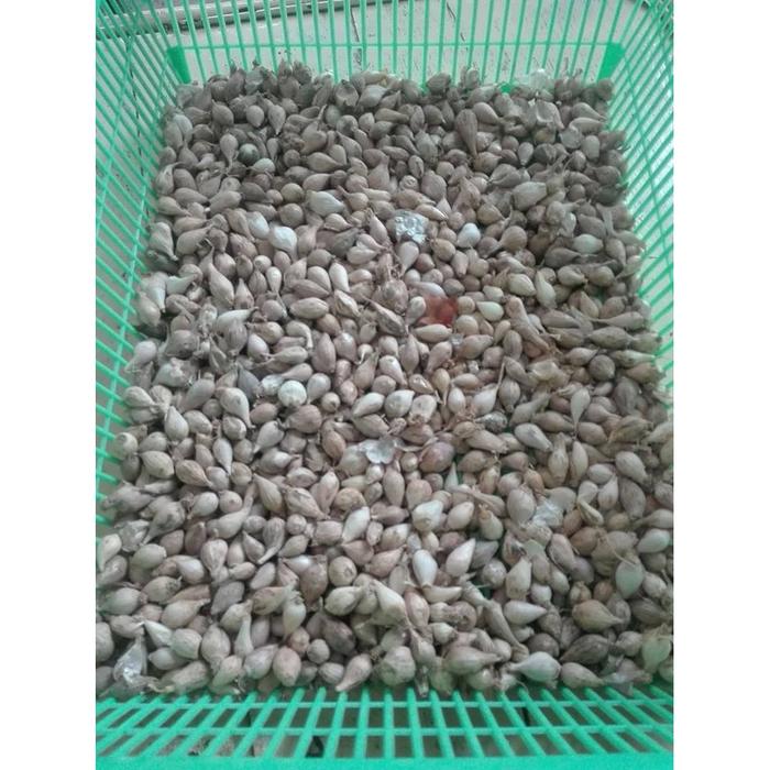Gambar Bawang Putih Tunggal/Lanang Kualitas Super dari LOKAL 500 gram dari ANUGERAH MULIA SHOP undefined Tokopedia