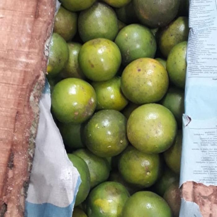 Gambar buah jeruk pontianak peras manis jawa banyak air fresh segar dari Asan Buah Segar undefined Tokopedia