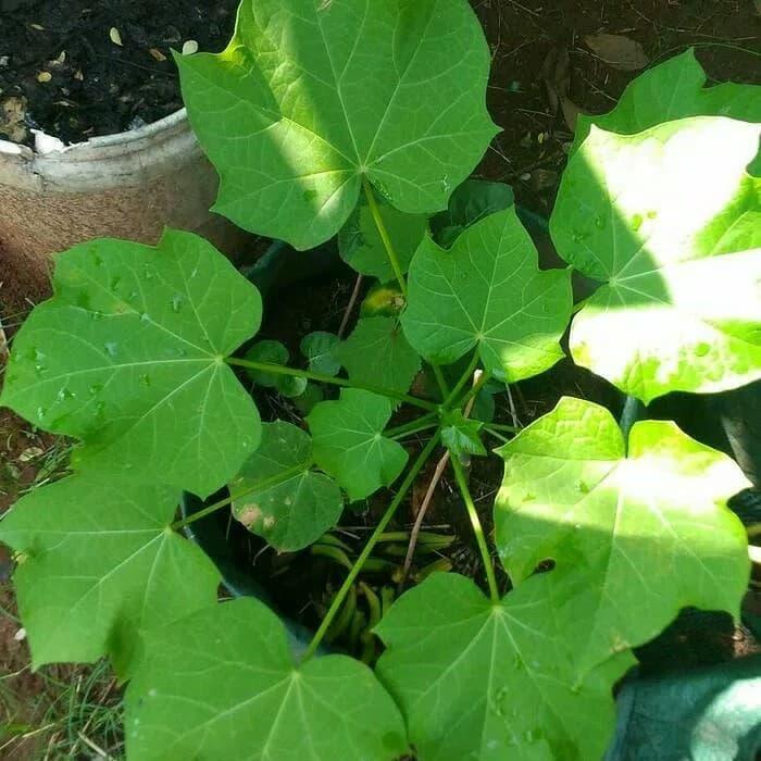 Jual Bibit Tananan Herbal Jarak Pagar Kab Malang Pesan Bibit Tokopedia
