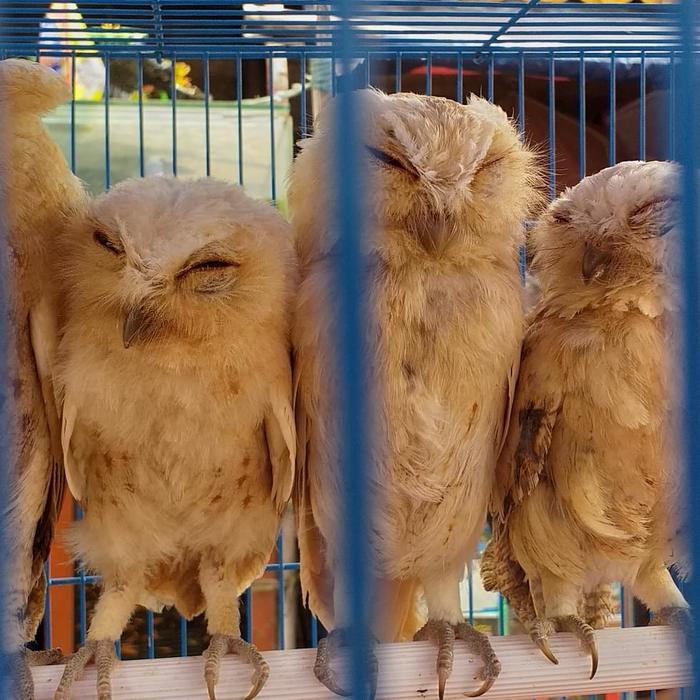 Burung Hantu Celepuk Murah Tangerang Selatan Jualo