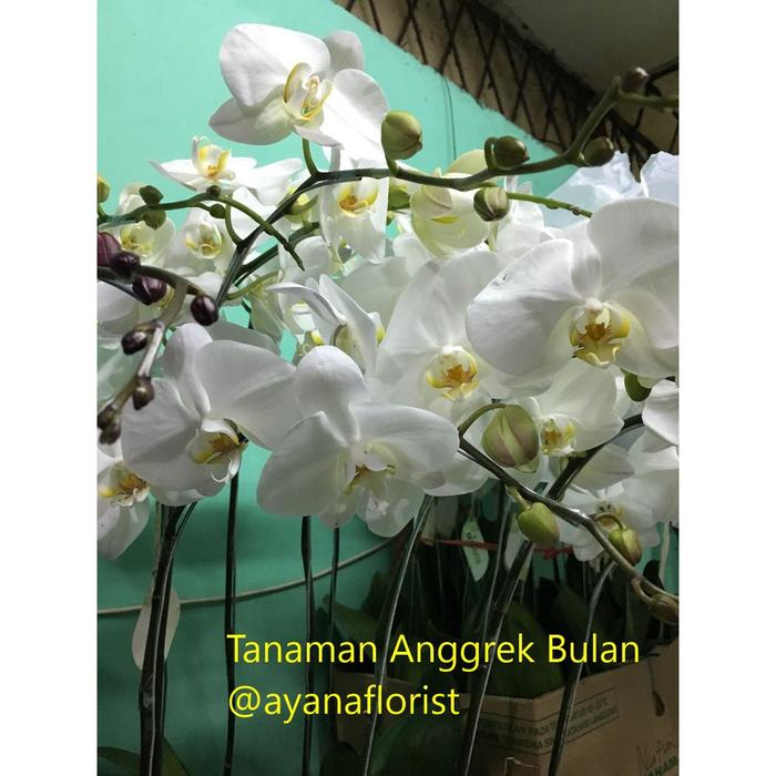 Gambar Tanaman Anggrek Bulan Asli Fresh Segar dijual per Pot dari Pikowa Shop undefined Tokopedia