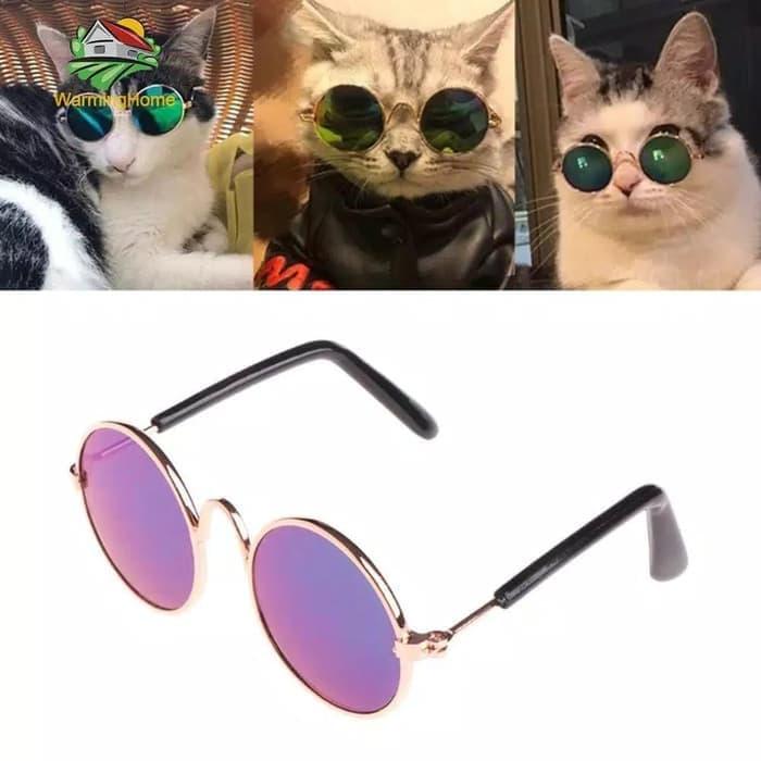 Gambar Kacamata Kucing Anjing Eyeglasses persia peaknose kampung dome lucu dari Target77 undefined Tokopedia
