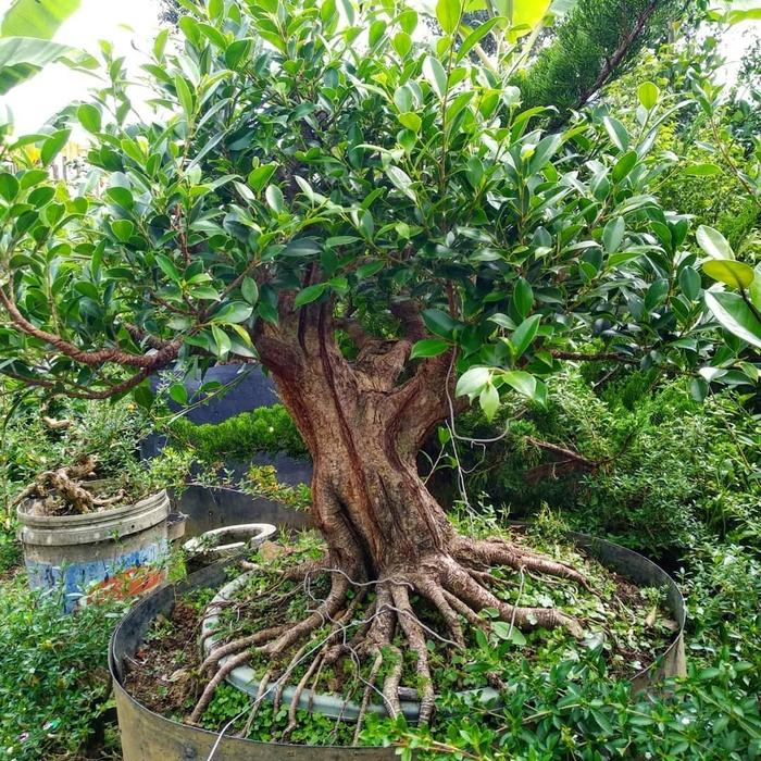 Jual Bonsai Kimeng Programan 1 Kab Malang Dwii Wahyu Bonsai Malang Tokopedia