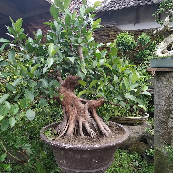 Jual Bonsai Iprik Programan 1 Kab Malang Dwii Wahyu Bonsai Malang Tokopedia