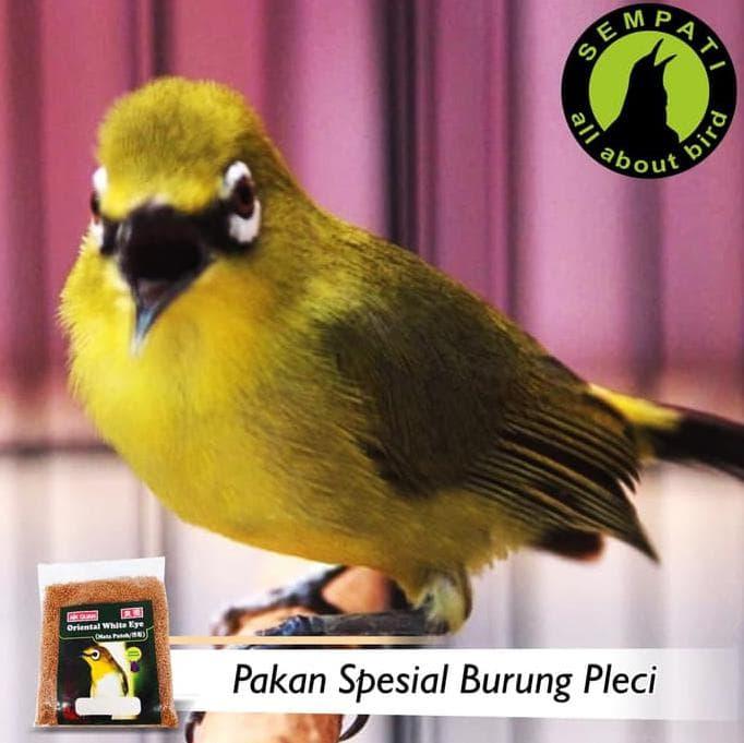 8600 Koleksi Gambar Burung Pleci Kartun Terbaru