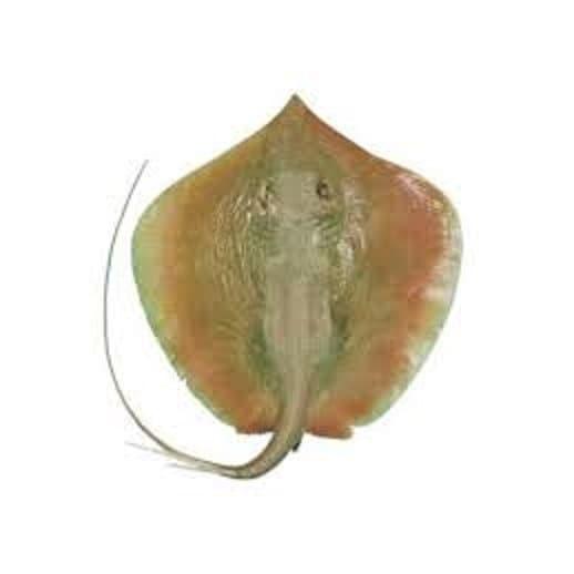 Jual Ikan Pari Atau Iwak Pe Kota Malang Berusaha Dan Berdo A Tokopedia