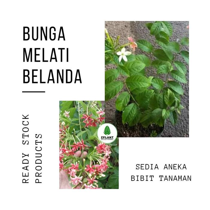 Jual Bibit Bunga Melati Belanda Tanaman Hias Merambat Kota Semarang St Hapsa Tokopedia