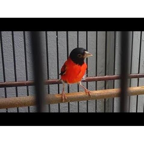 Harga Kenari Blackthroat Red Siskin Dan Goldfinch Di Trisakti Bf Per 1 Februari 2015 Om Kicau