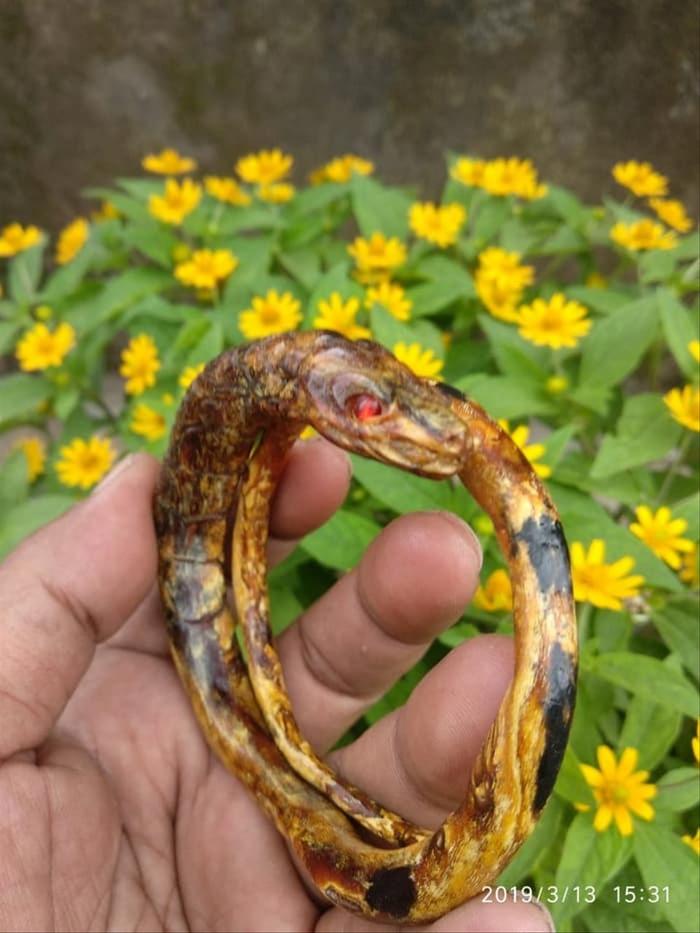 Jenis Racun Ular Berbisa Weling Dan King Kobra Begini Efek Bahaya Dari Gigitannya Seketika Halaman All Pos Kupang