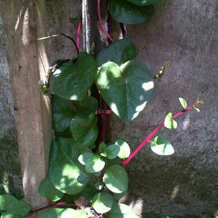Gambar Daun binahong merah segar dari YAKUZA HERBAL HOLIKTRA undefined Tokopedia