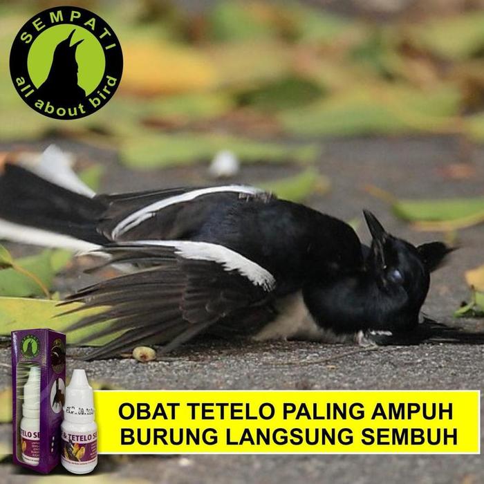 Murah Hub 0812 2882 4834 Toko Obat Burung Cucak Ijo Lesu Kudus Obat Burung Cepat Mabung Magelang Buah Pupuk Organik Multivitamin