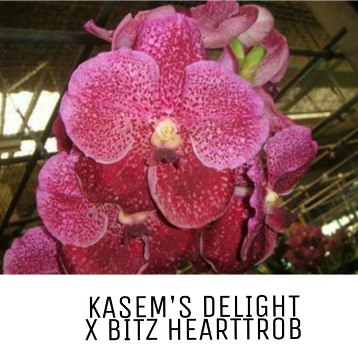 VALIEM willing plant コラボ bitter（Jual Vanda Kasem