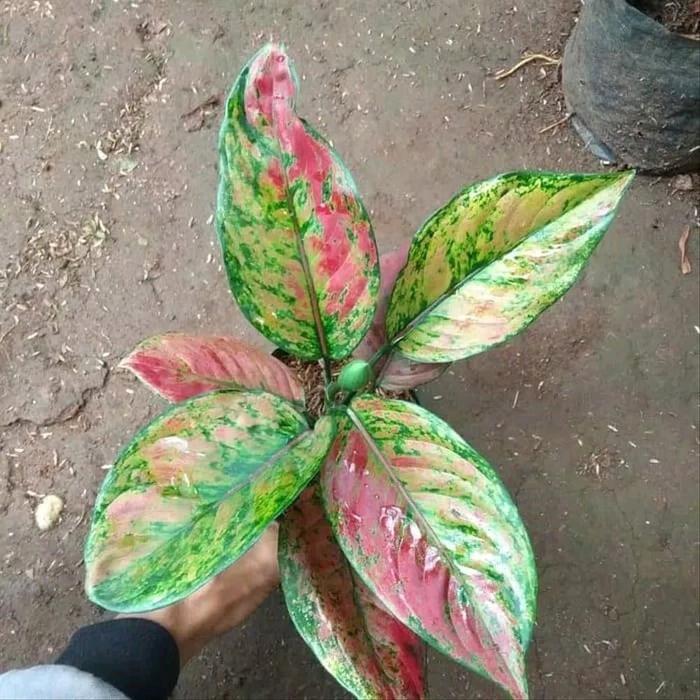 Gambar Tanaman Hias Aglonema Heng Heng dari Restu bunda flora undefined Tokopedia