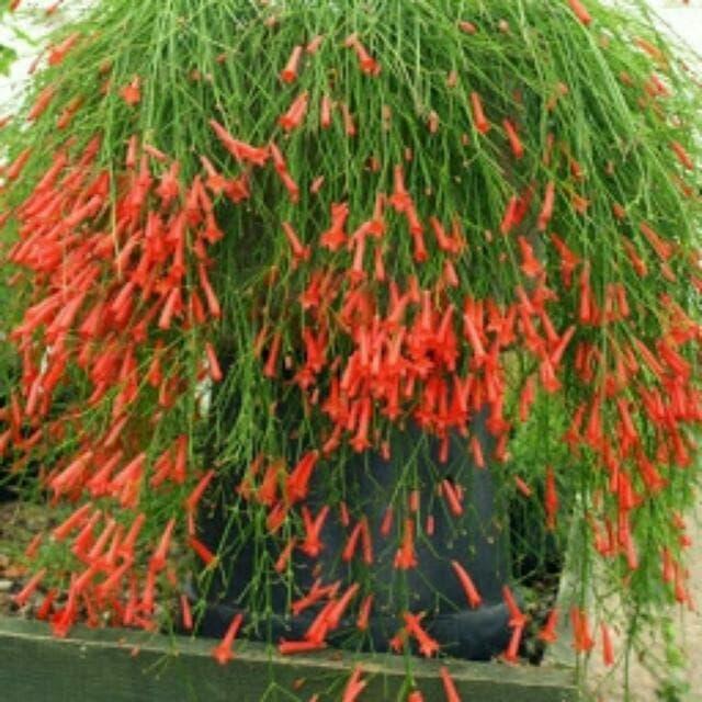 Gambar Tanaman Hias Menjuntai Bunga Air Mancur dari Restu bunda flora undefined Tokopedia