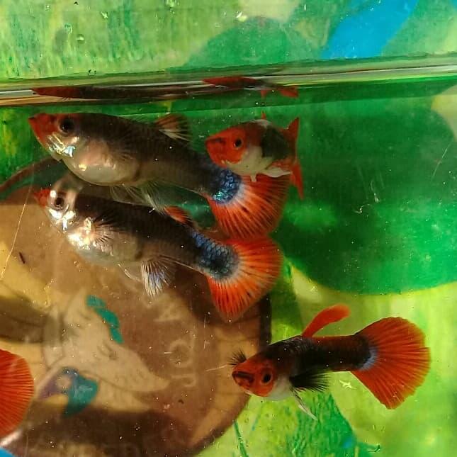 Gambar guppy tuxedo koi. isi 2 pasang dari JQ art fish undefined Tokopedia