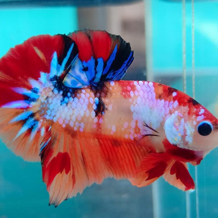 koi colored betta fish