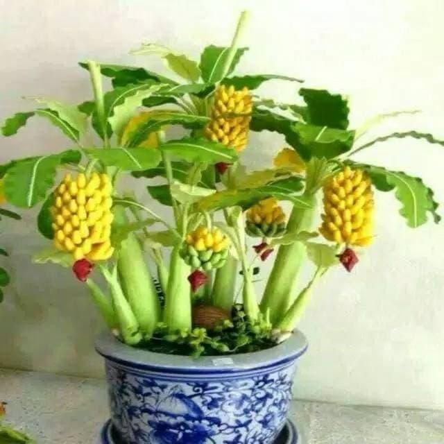Gambar Benih Buah Pisang Mini dan Warna Mix Import atau Banana Bonsai dari XYos undefined Tokopedia