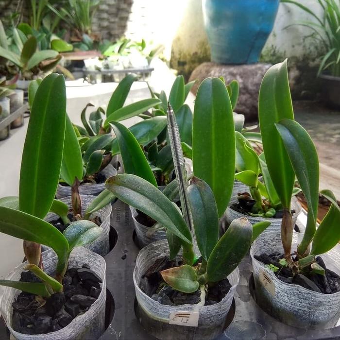 Gambar Remaja Cattleya dari citra orchids_NEW undefined Tokopedia