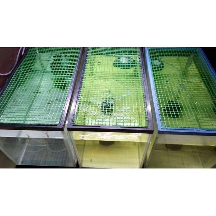 Gambar Kawat Mesh Grill Hijau Plastik Pembatas Ikan Sekat Aquarium - 12.5mm Hitam dari Pond Palace undefined Tokopedia