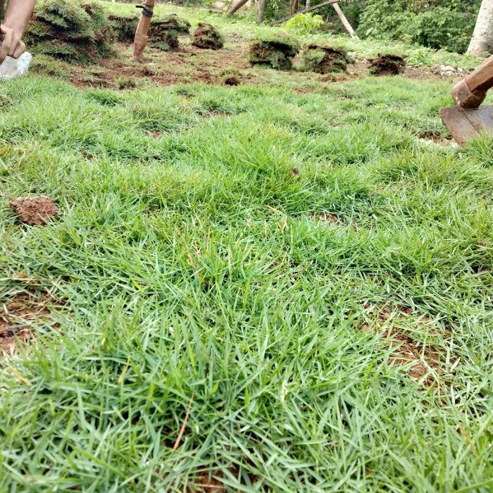 Gambar tukang pasang taman di tangerang rumput jepang dari rony cahaya taman undefined Tokopedia