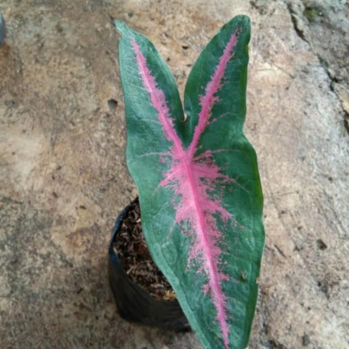 Gambar tanaman hias caladium pink rabit- caladium pink impor dari SEGARA Alam undefined Tokopedia