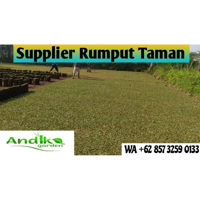 Jual Harga Rumput Gajah Mini Di Yogyakarta Wa 0857 3259 0133 Andika Garden Kab Malang Belirumputgajahmini 