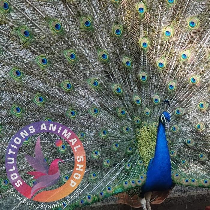 61 Gambar Burung Merak Biru Gratis