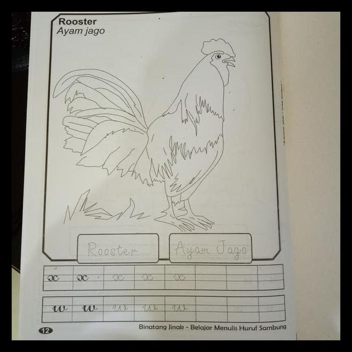 9900 Gambar Binatang Ayam Untuk Diwarnai Terbaik