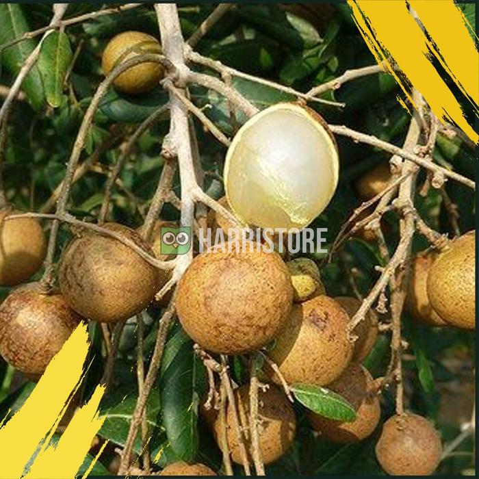 Gambar Promo ! Tanaman Bibit Kelengkeng KNTB Daging Tebal Dengan Biji Kecil dari Harristore.green undefined Tokopedia
