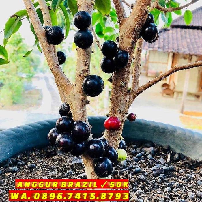 Gambar anggur pohon jaboticaba brazil dari Kebun Bibit Buah undefined Tokopedia