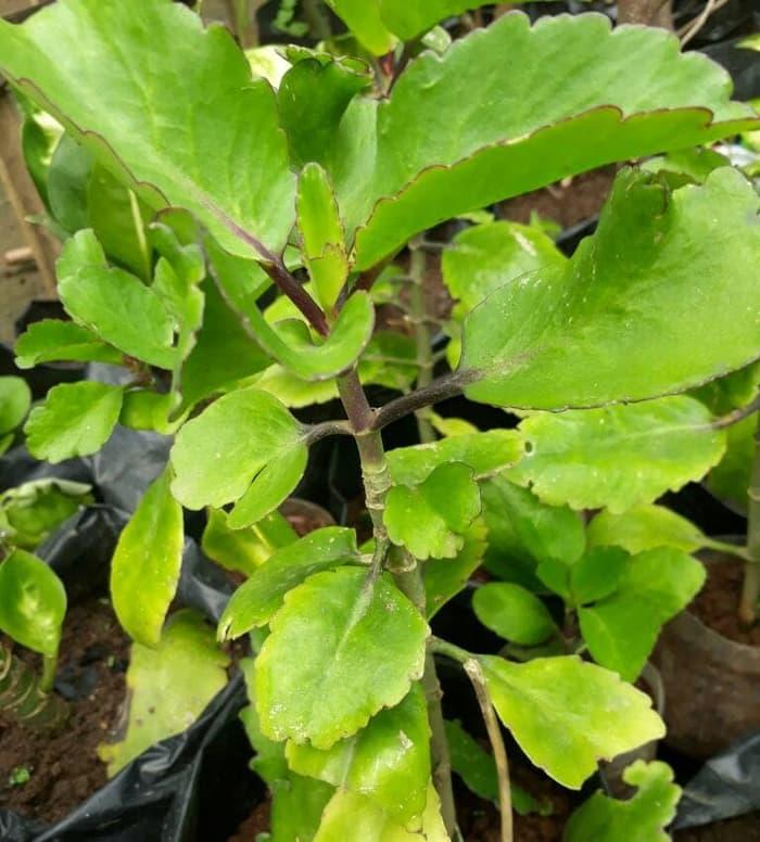 Gambar Terlaris cocor bebek/tanaman sosor bebek/bibit cocor bebek/buntiris dari Kebun Herbal Organik undefined Tokopedia