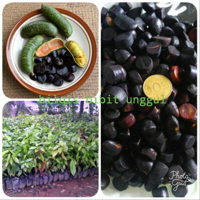 Gambar Bibit jengkol jaling kabau unggul dari abi111 undefined Tokopedia