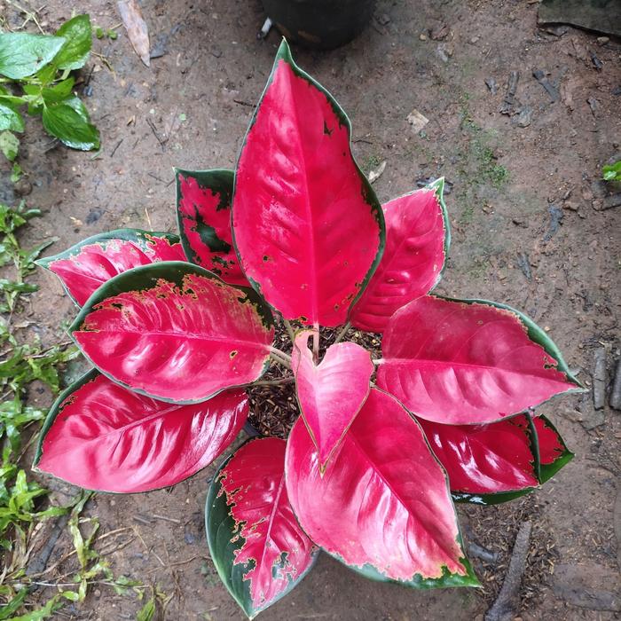 Jual Tanaman Aglaonema Katrina Bibitbunga Com Tanaman Hias Daun Tanaman Bunga