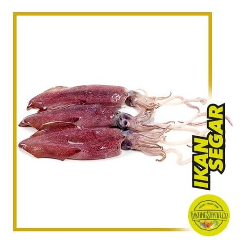 Gambar Cumi Besar / 500 gr / 2-3 ekor dari TukangSayurBerkarya undefined Tokopedia